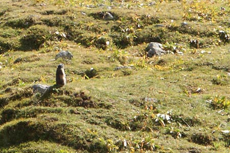 A marmot on guard against intruders