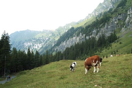 Alpine meadows under Lauberhorn to Mannlichen ridge