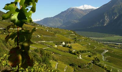 Vineyards between Sierre & Salgesch on 'Wine Path'