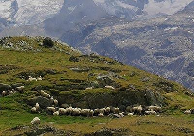 Sheep graze high above Zermatt