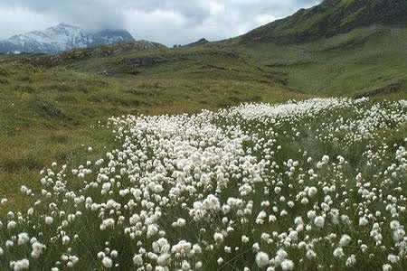 Cotton grass on the slopes of the Reeti near Grindelwald 